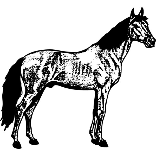 HORSE014 Thumbnail