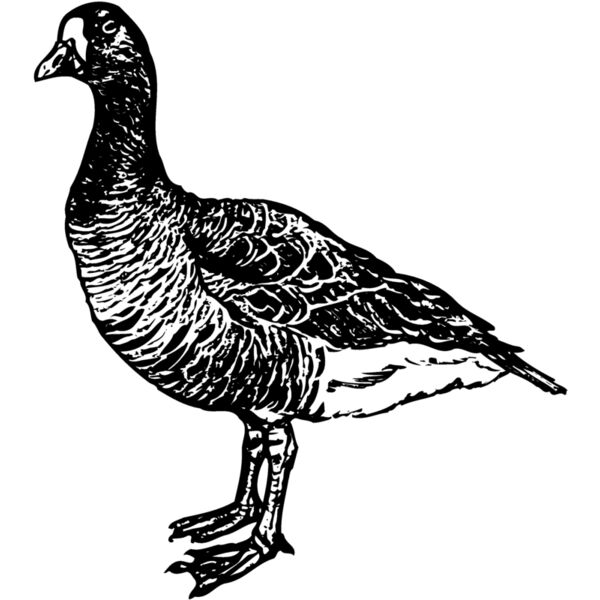 BIRD105 Thumbnail
