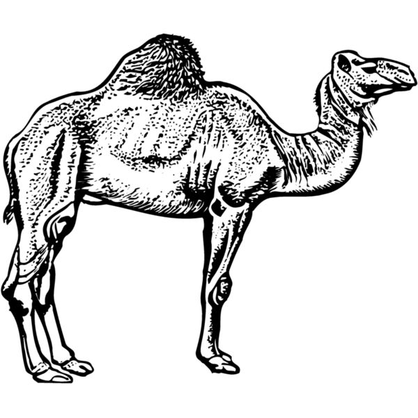 CAMEL005 Thumbnail