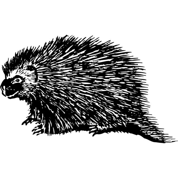 PORC001 Thumbnail