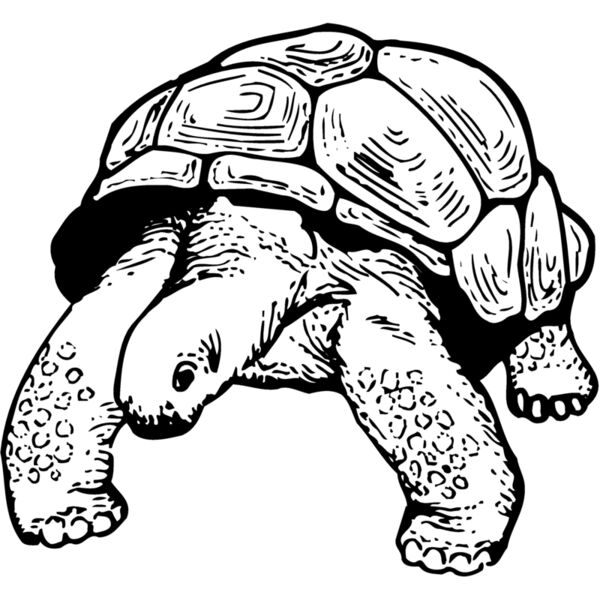 TURTLE02 Thumbnail